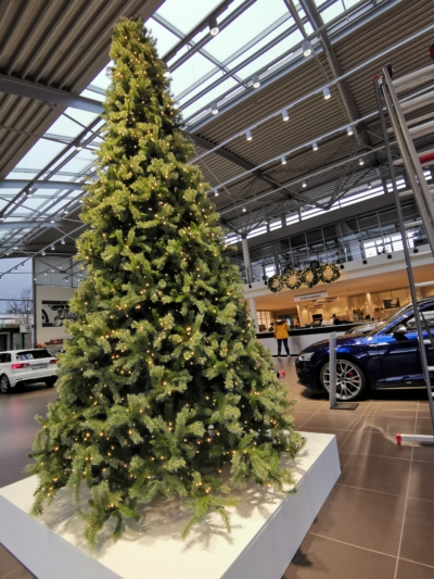 Tannenbaum Bavaria XL – 350cm / 450cm