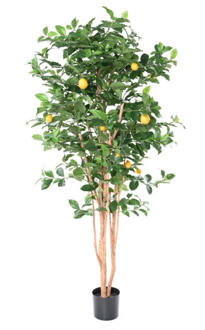 Citronnier 150