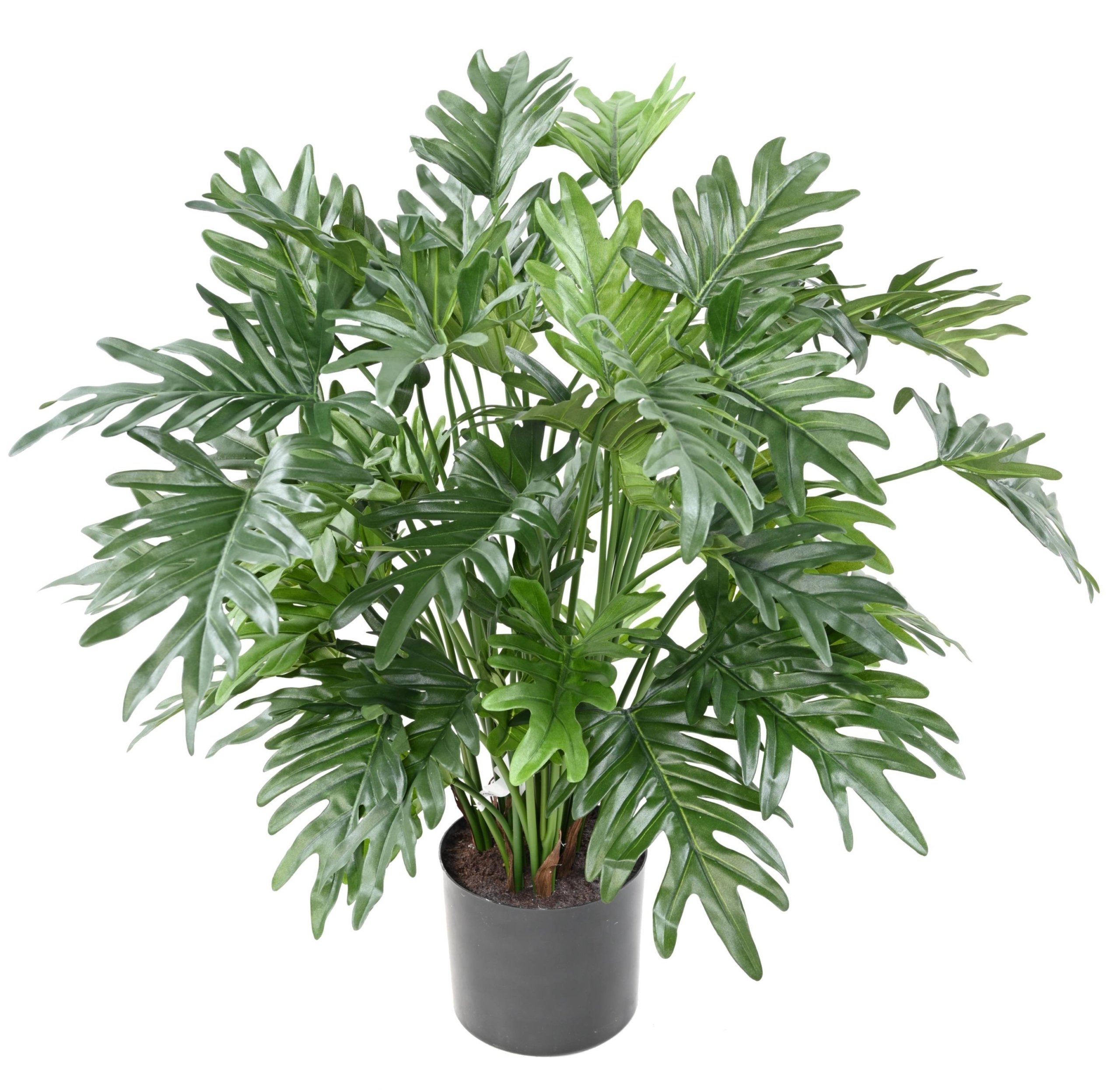 Philodendron 75